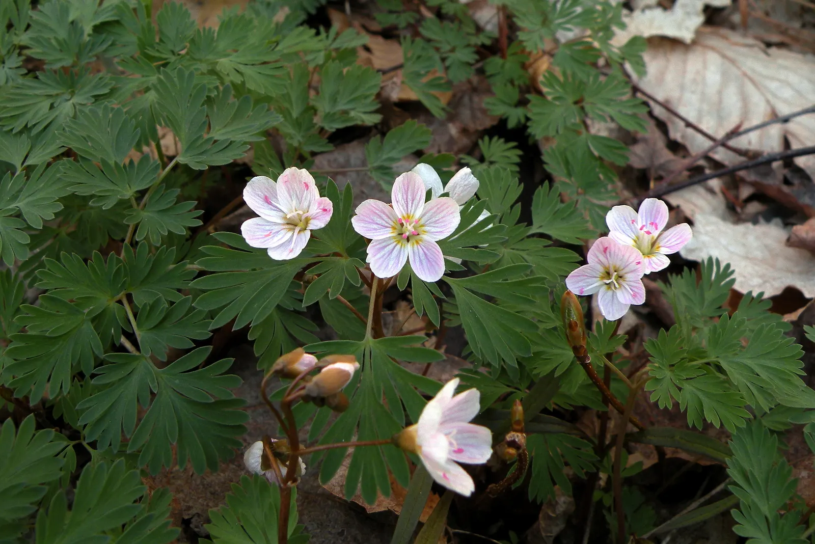Spring Beauty (Claytonia Virginica) — nestled an inch or two beneath the surface; claytonia virginica requires minimal maintenance