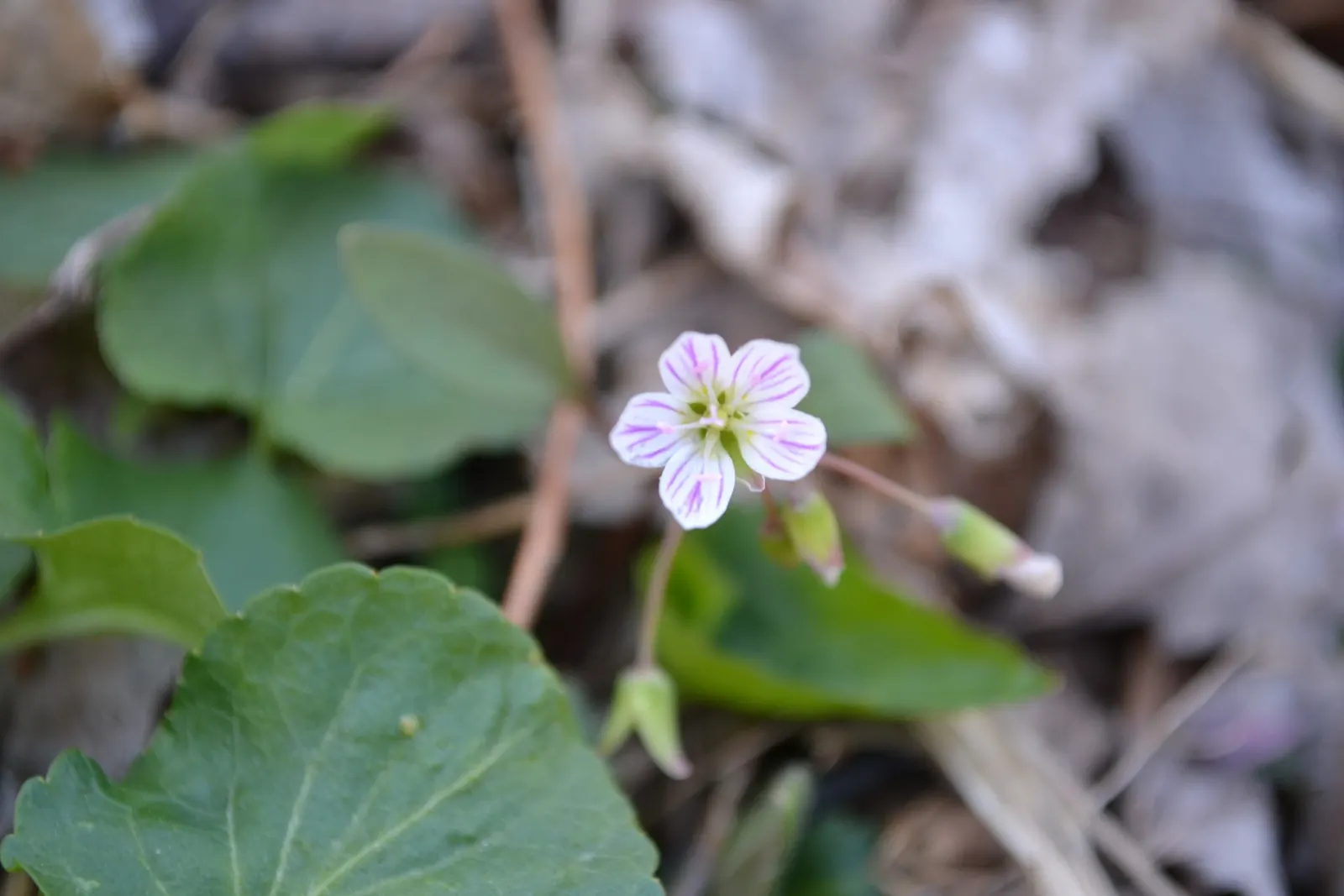 Spring Beauty (Claytonia Virginica) — create an understated backdrop for the delicate star-shaped flowers; these blooms cluster atop smooth stems, image 136