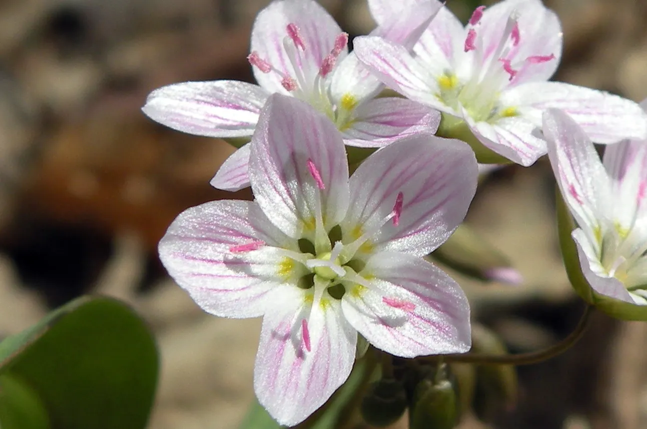 Spring Beauty (Claytonia Virginica) — With a preference for dappled sunlight; pink and white flowers in the garden, image 73