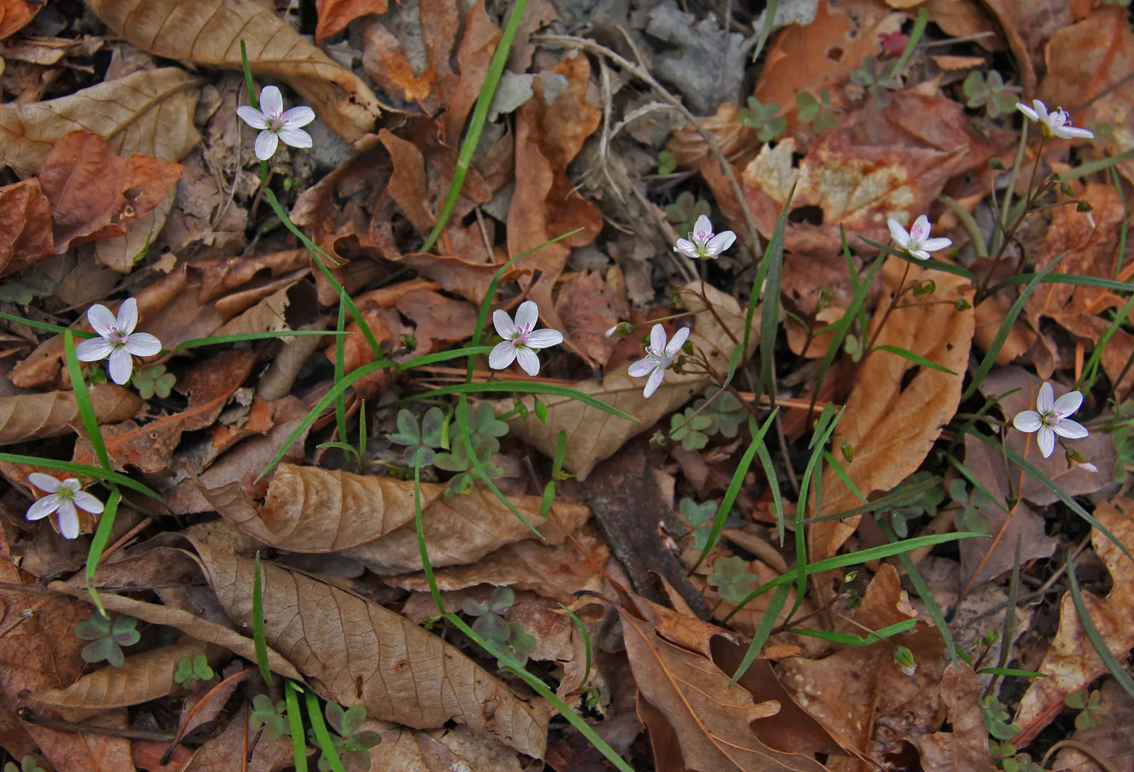 Spring Beauty (Claytonia Virginica) — annual for half