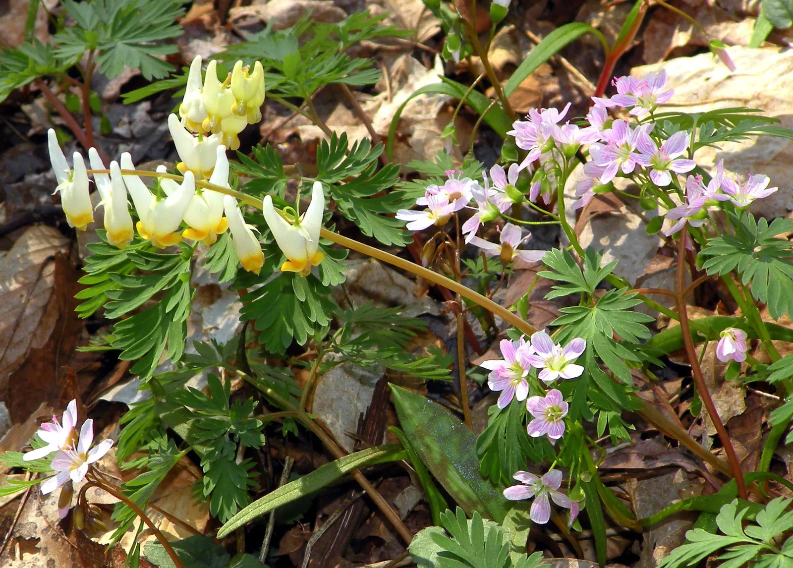 Spring Beauty (Claytonia Virginica) — Claytonia virginica requires minimal maintenance; measuring 1 to 6 inches in length and 0.1 to 0.5 inches in, image 84
