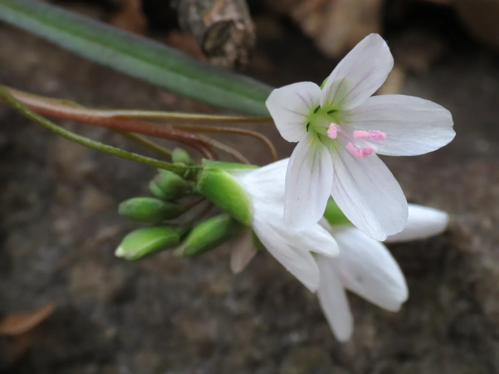 Spring Beauty (Claytonia Virginica) — annual with pink and white blooms; generously sprinkling the landscape with color from March to, image 149