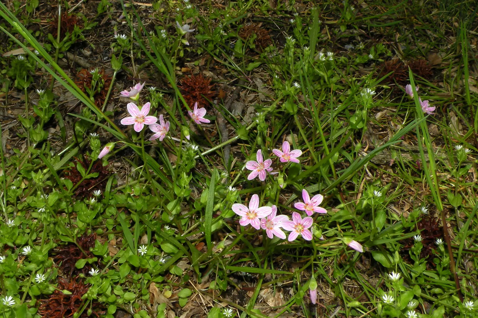 Spring Beauty (Claytonia Virginica) — annual with pink and white blooms; generously sprinkling the landscape with color from March to May.<br><br>Spring