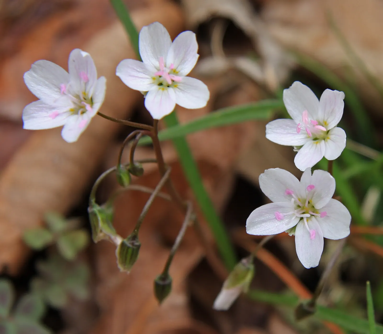 Spring Beauty (Claytonia Virginica) — With a preference for dappled sunlight
