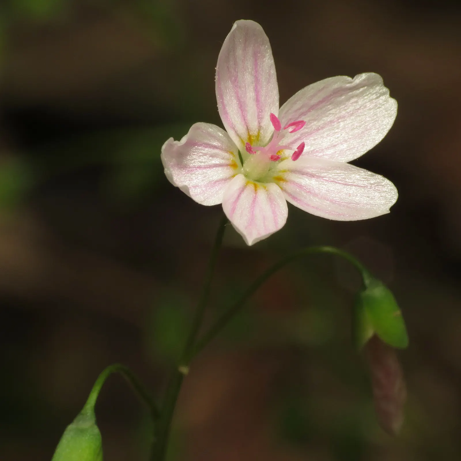 Spring Beauty (Claytonia Virginica) — Ideal for naturalizing in woodland gardens or informal areas; this enchanting perennial, image 173