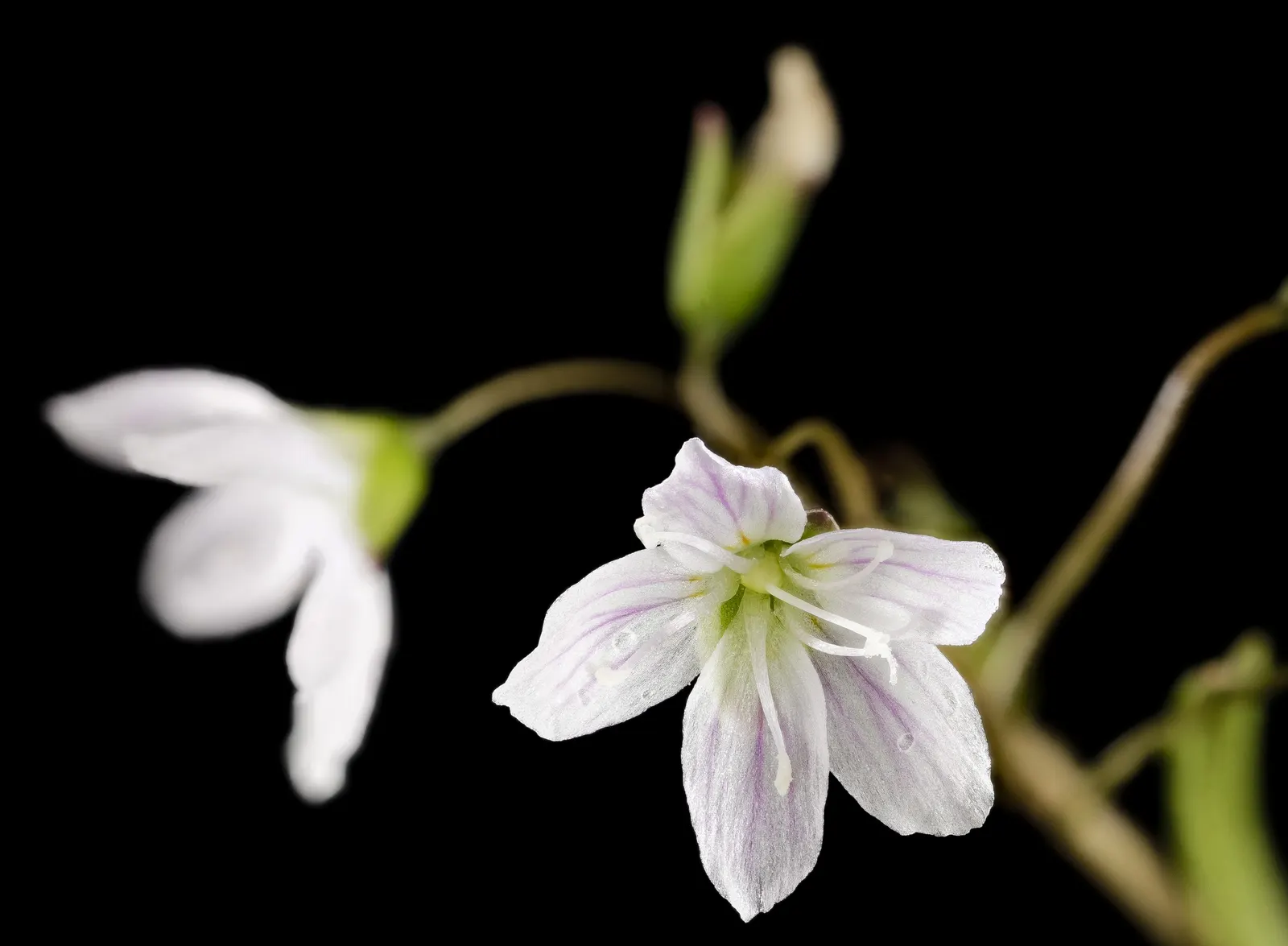 Spring Beauty (Claytonia Virginica) — With a preference for dappled sunlight; pink and white flowers in the garden, image 133