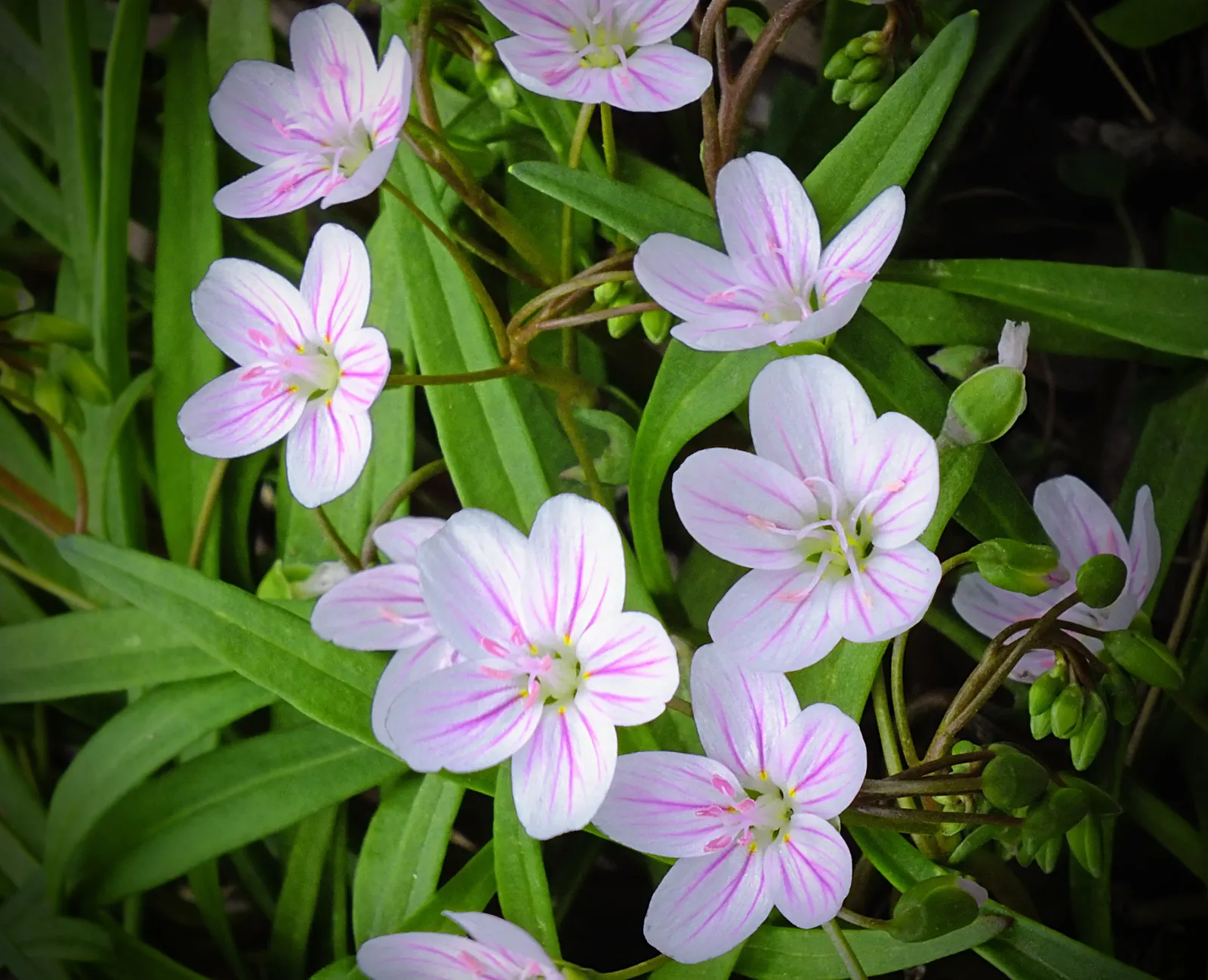 Spring Beauty (Claytonia Virginica) — span roughly 0.5 inches in diameter and provide a sustainable anchor for yearly returns; spring Beauty, image 172