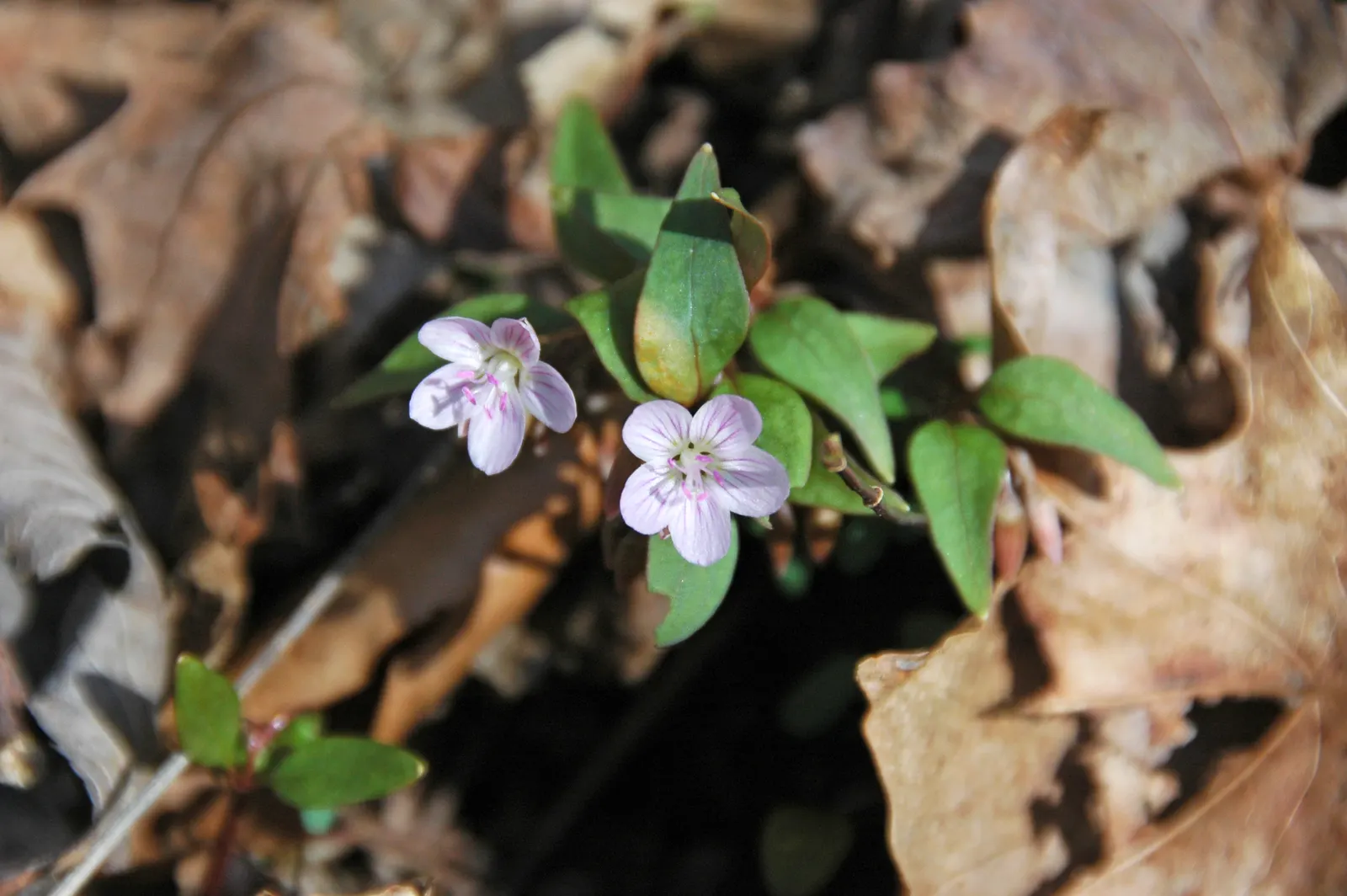 Spring Beauty (Claytonia Virginica) — Ideal for naturalistic settings; create an understated backdrop for the delicate star-shaped flowers