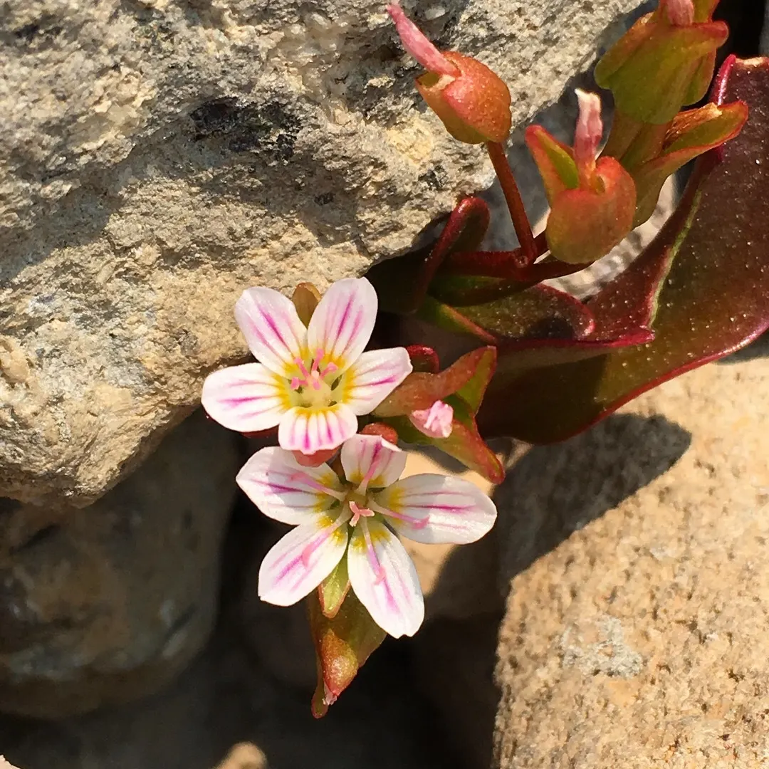 Spring Beauty (Claytonia Virginica) — span roughly 0.5 inches in diameter and provide a sustainable anchor for yearly returns; spring Beauty, image 112