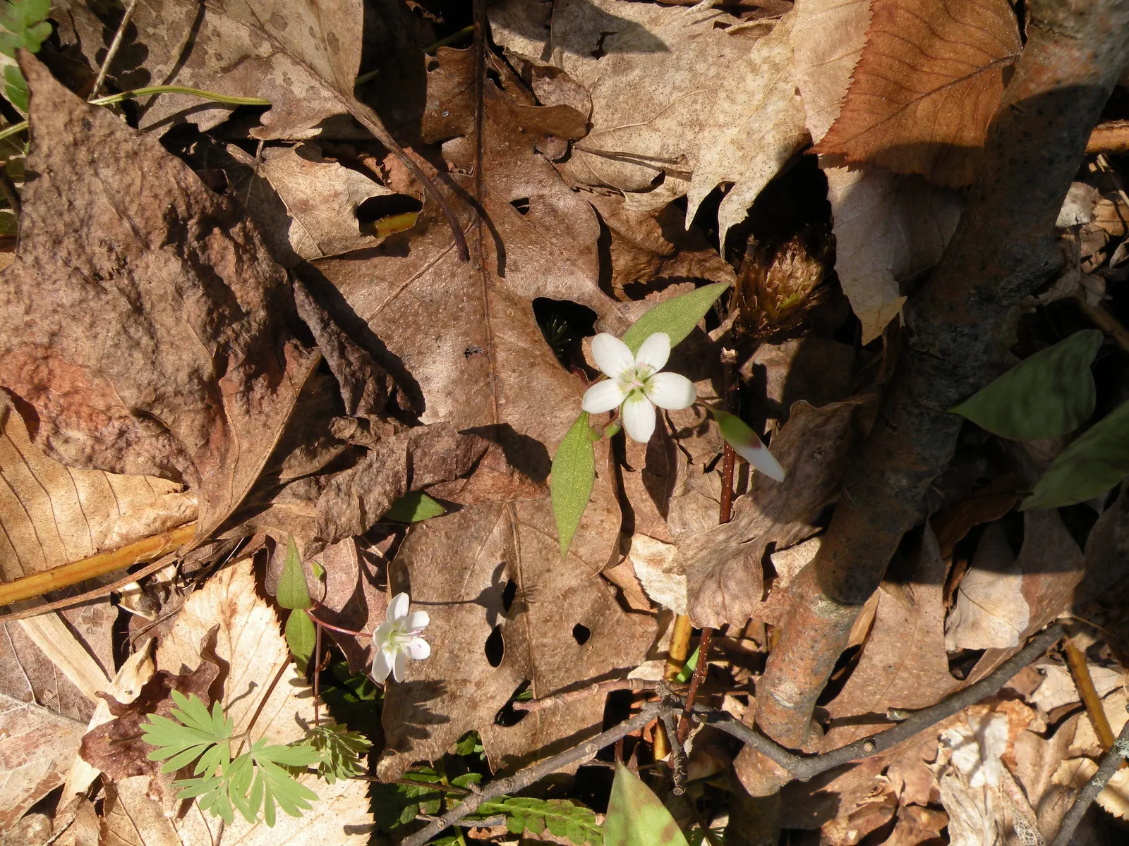 Spring Beauty (Claytonia Virginica) — annual for half; enhancing your garden's appeal with little effort