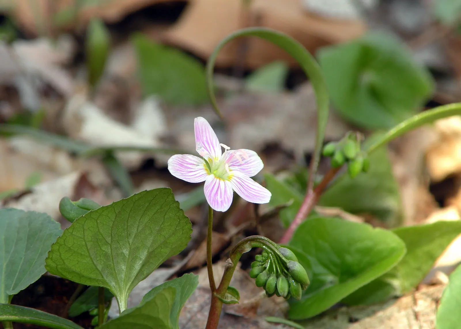 Spring Beauty (Claytonia Virginica) — this ephemeral graces moist; making it a beneficial choice for both the landscape designer and the beginner, image 64