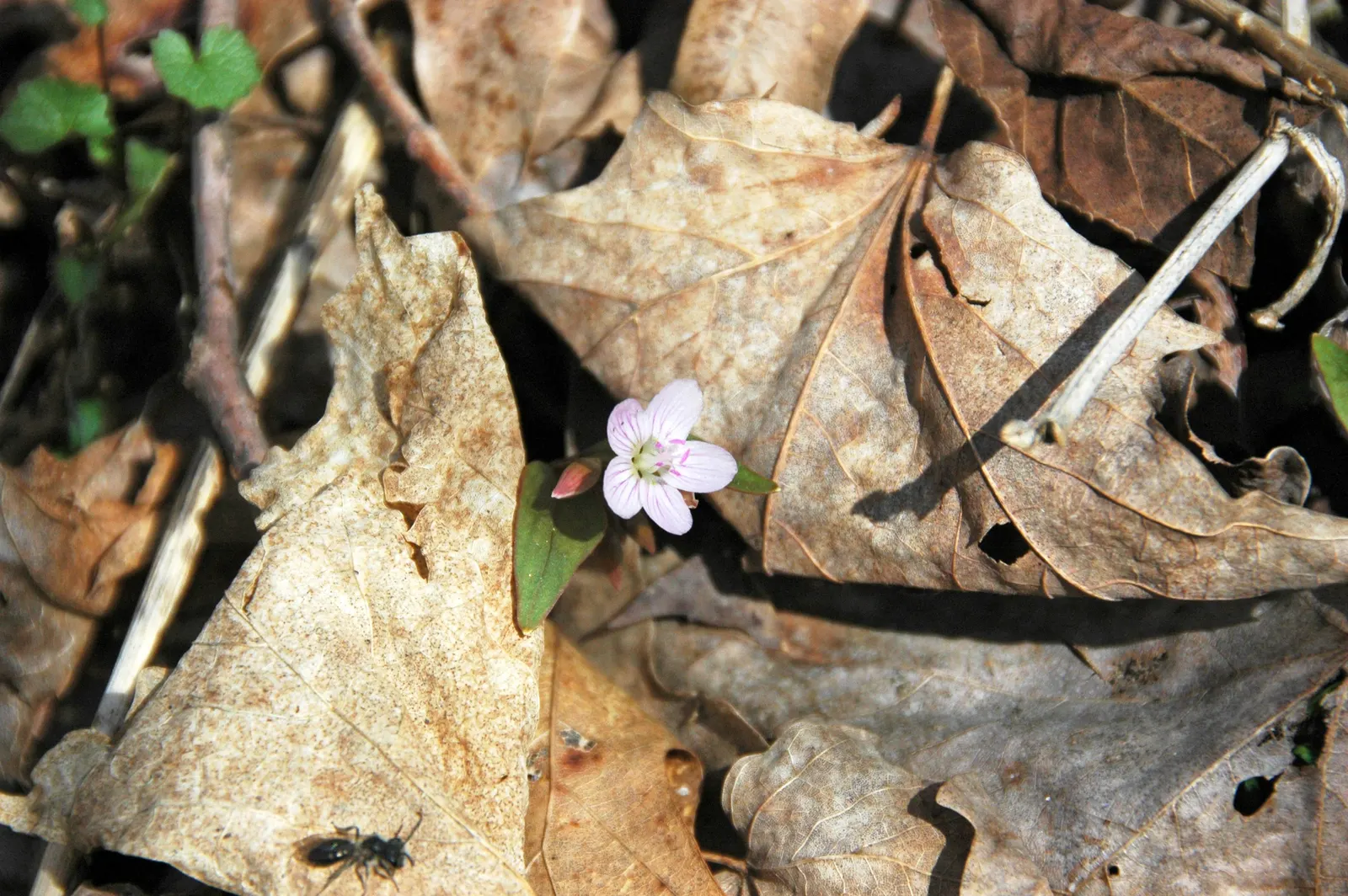 Spring Beauty (Claytonia Virginica) — Ideal for naturalizing in woodland gardens or informal areas; this enchanting perennial