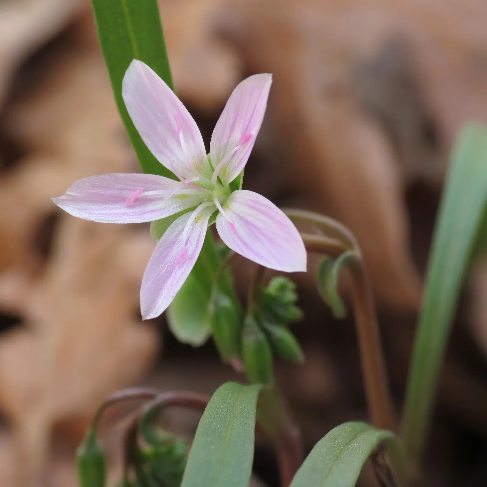 Spring Beauty (Claytonia Virginica) — nestled an inch or two beneath the surface; claytonia virginica requires minimal maintenance, image 111