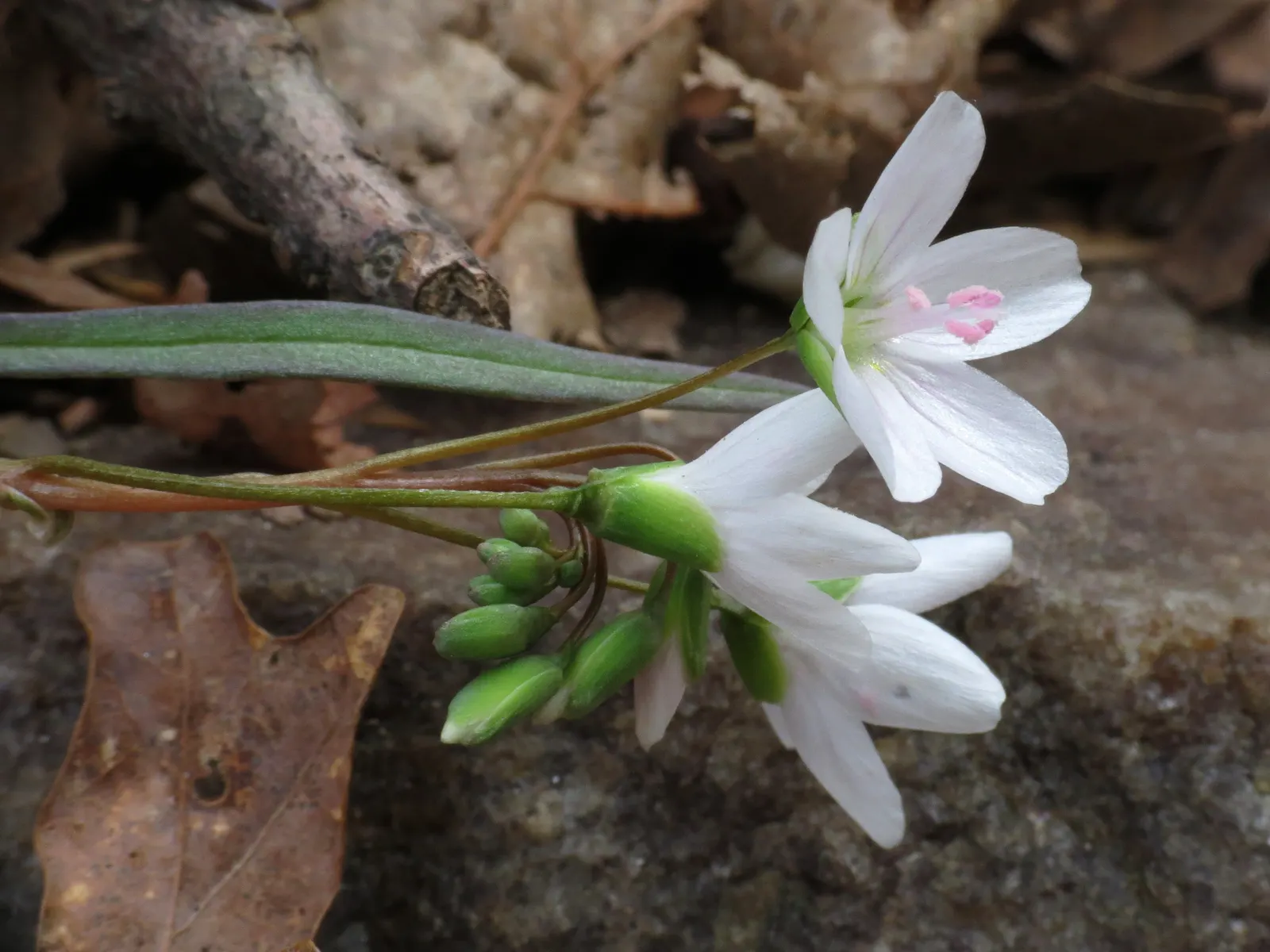 Spring Beauty (Claytonia Virginica) — its ability to self-seed ensures a captivating spread of these delicate blooms; annual with pink and white, image 116