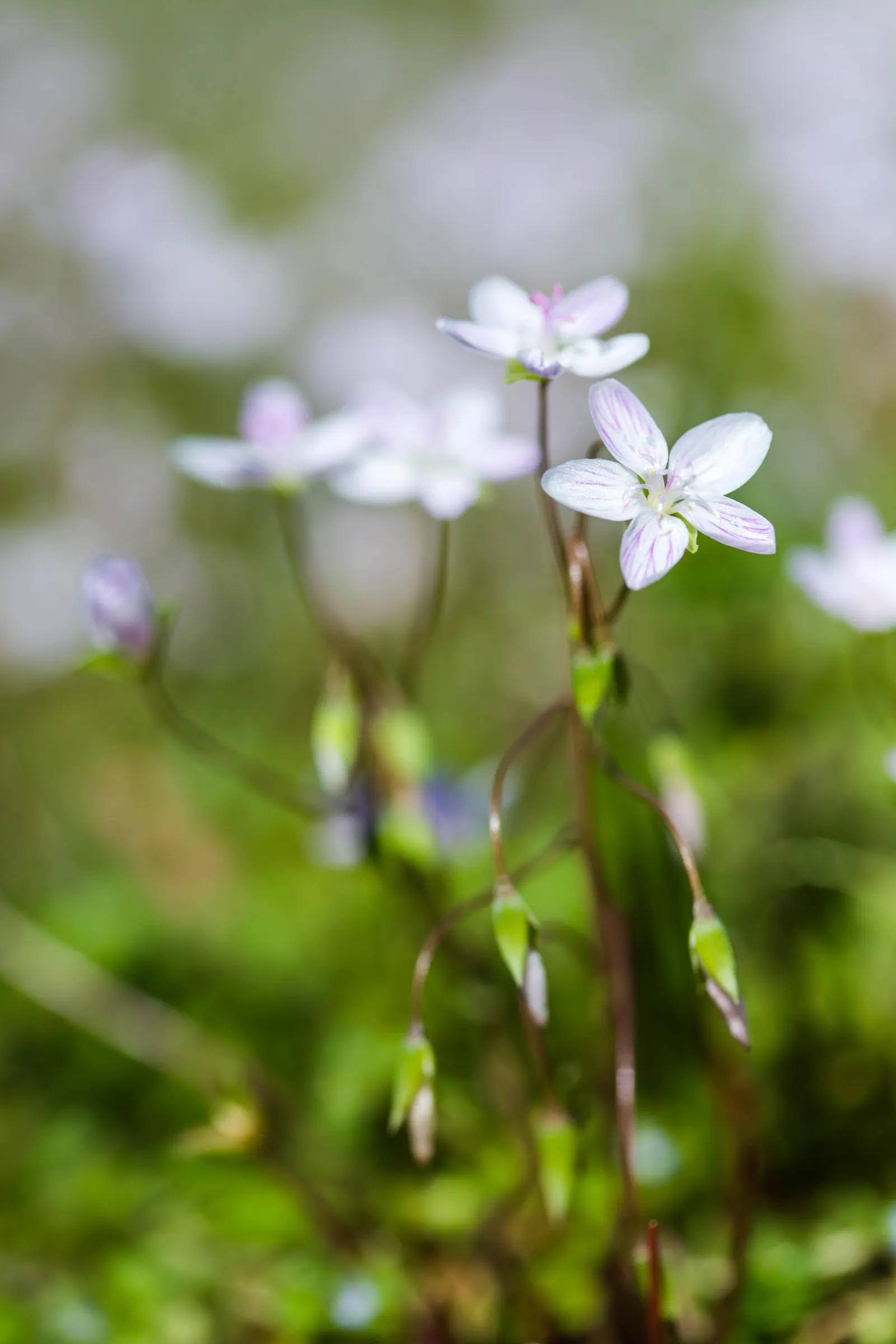Spring Beauty (Claytonia Virginica) — each exhibit fine pink streaks and span about 0.5 to 0.75 inches across