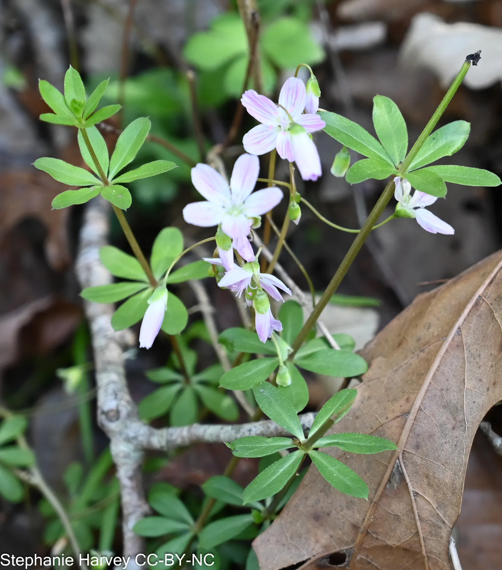 Spring Beauty (Claytonia Virginica) — Ideal for naturalizing in woodland gardens or informal areas