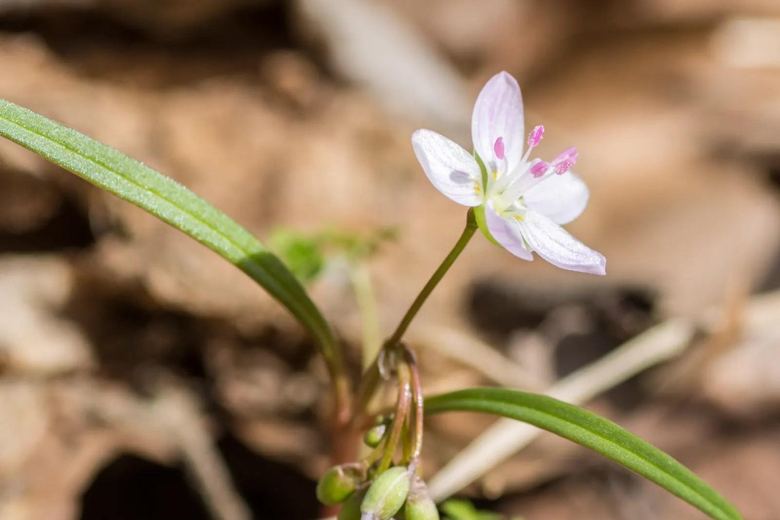 Spring Beauty (Claytonia Virginica) — Blossoming in early spring, it showcases delicate pink-veined, white flowers atop slender 6-12 inch stems, image 62