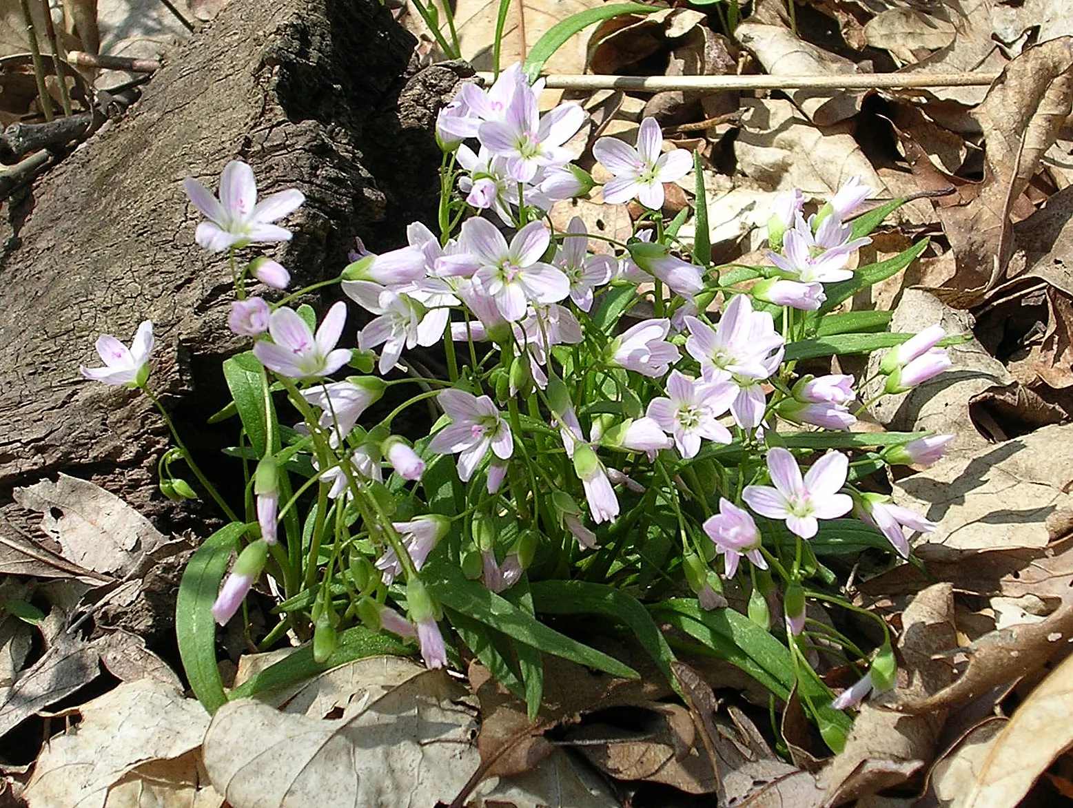 Spring Beauty (Claytonia Virginica) — annual with pink and white blooms; generously sprinkling the landscape with color from March to, image 89