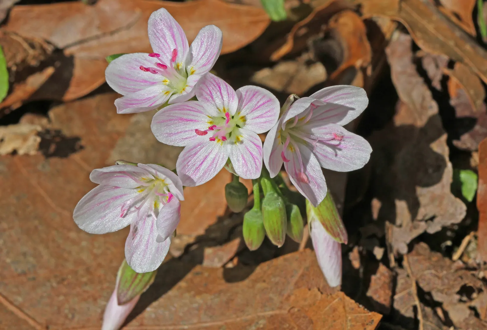Spring Beauty (Claytonia Virginica) — Thriving in partial shade