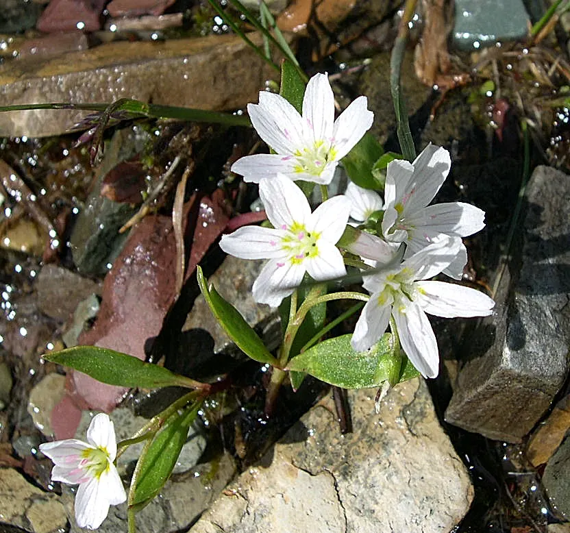 Spring Beauty (Claytonia Virginica) — Blossoming in early spring, it showcases delicate pink-veined, white flowers atop slender 6-12 inch stems, image 92
