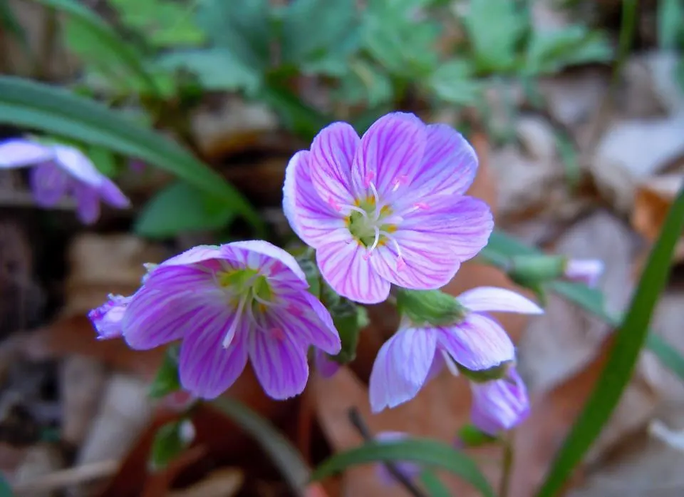 Spring Beauty (Claytonia Virginica) — thriving in USDA hardiness zones 4 through 8