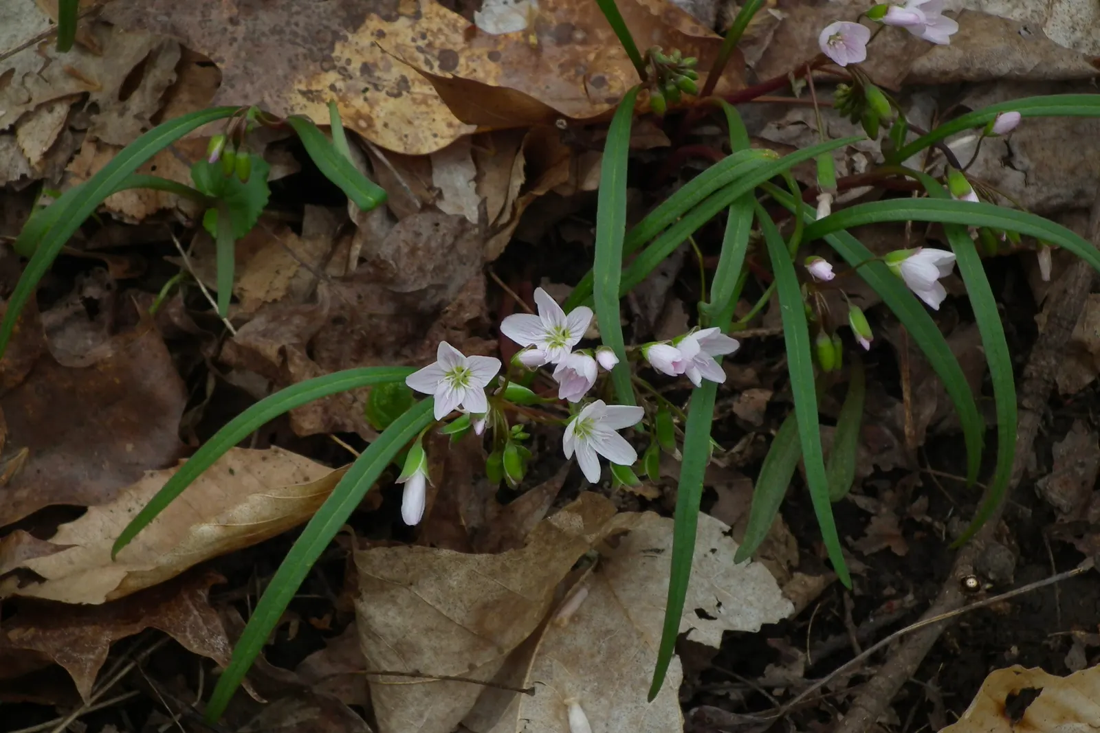 Spring Beauty (Claytonia Virginica) — dark green leaves 2-6 inches long; the Spring Beauty (Claytonia virginica), image 66