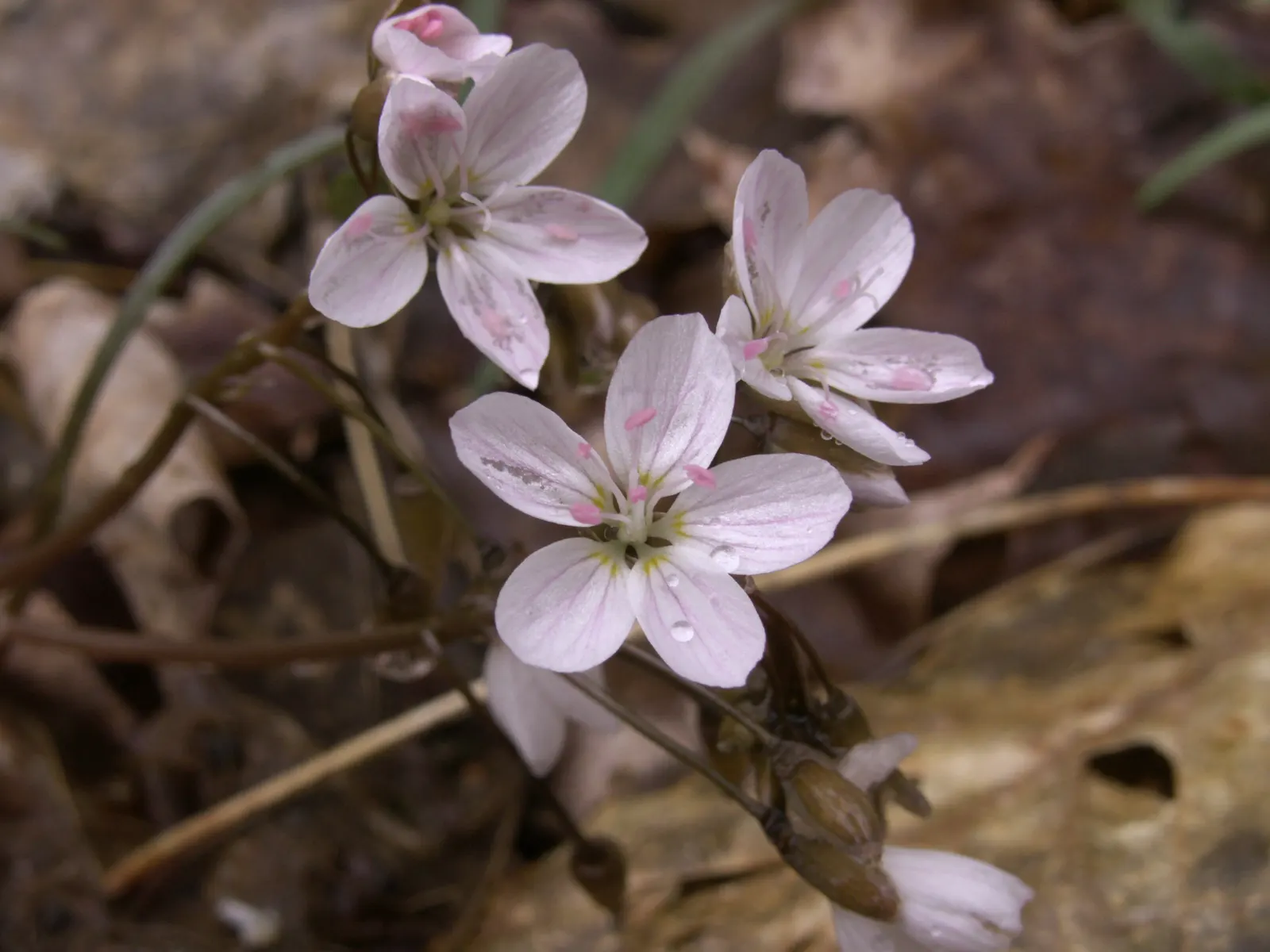 Spring Beauty (Claytonia Virginica) — this ephemeral graces moist