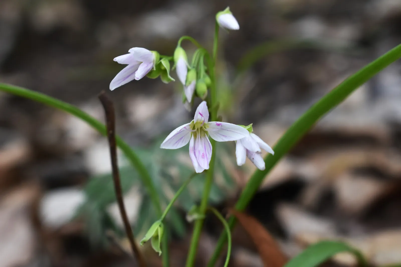 Spring Beauty (Claytonia Virginica) — create an understated backdrop for the delicate star-shaped flowers; these blooms cluster atop smooth stems, image 76
