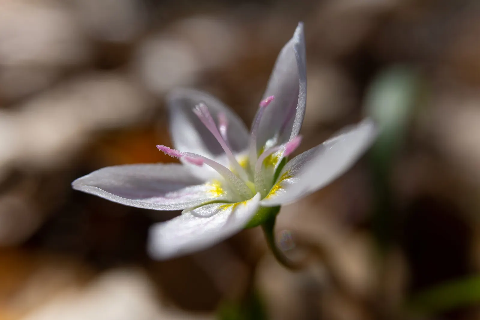 Spring Beauty (Claytonia Virginica) — Spring Beauty (Claytonia virginica) is a charming, native woodland perennial; this ephemeral graces moist, image 61