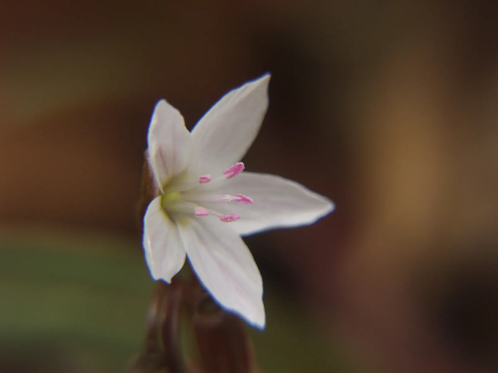 Spring Beauty (Claytonia Virginica) — its ability to self-seed ensures a captivating spread of these delicate blooms; annual with pink and white, image 86