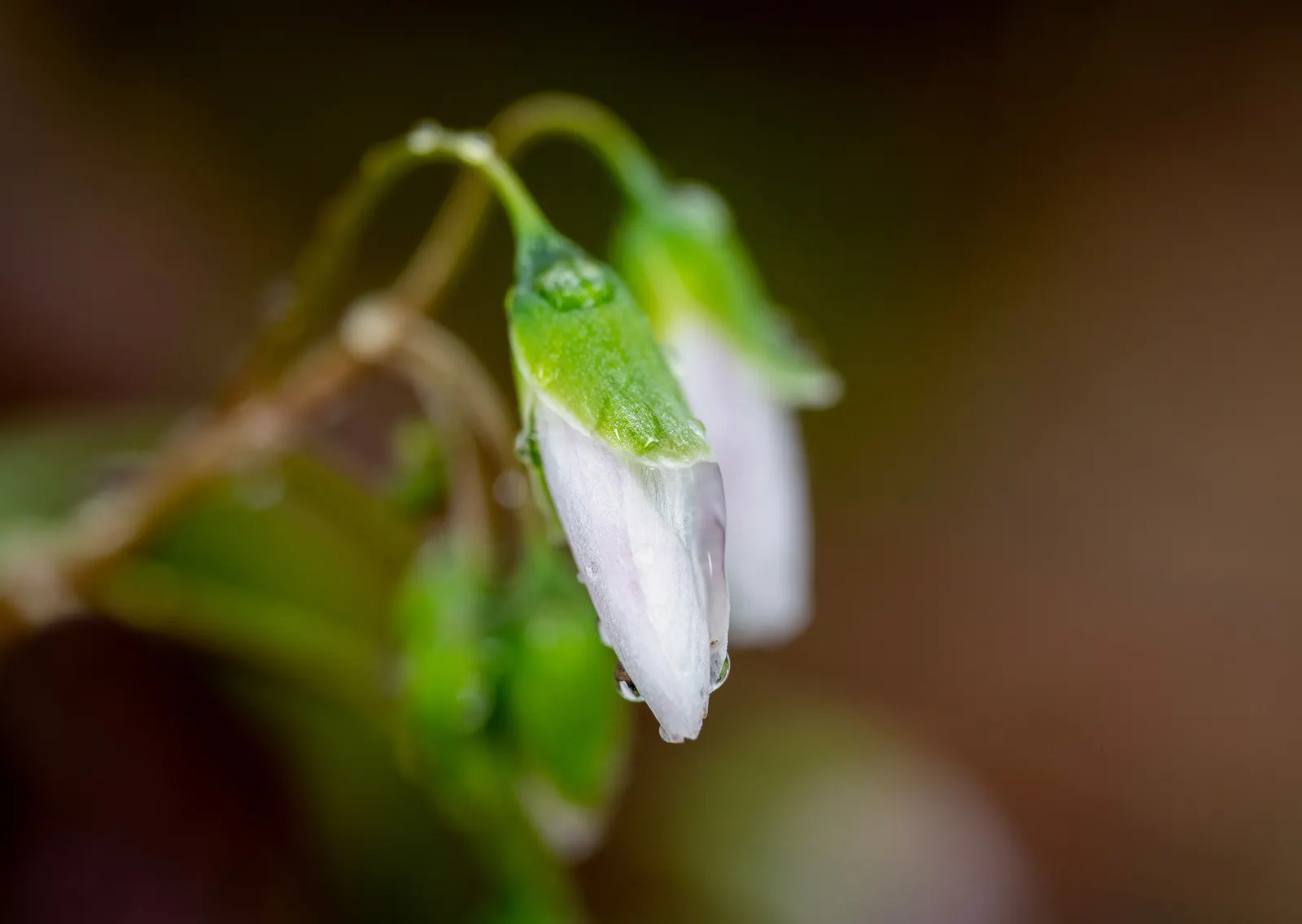 Spring Beauty (Claytonia Virginica) — span roughly 0.5 inches in diameter and provide a sustainable anchor for yearly returns; spring Beauty, image 82