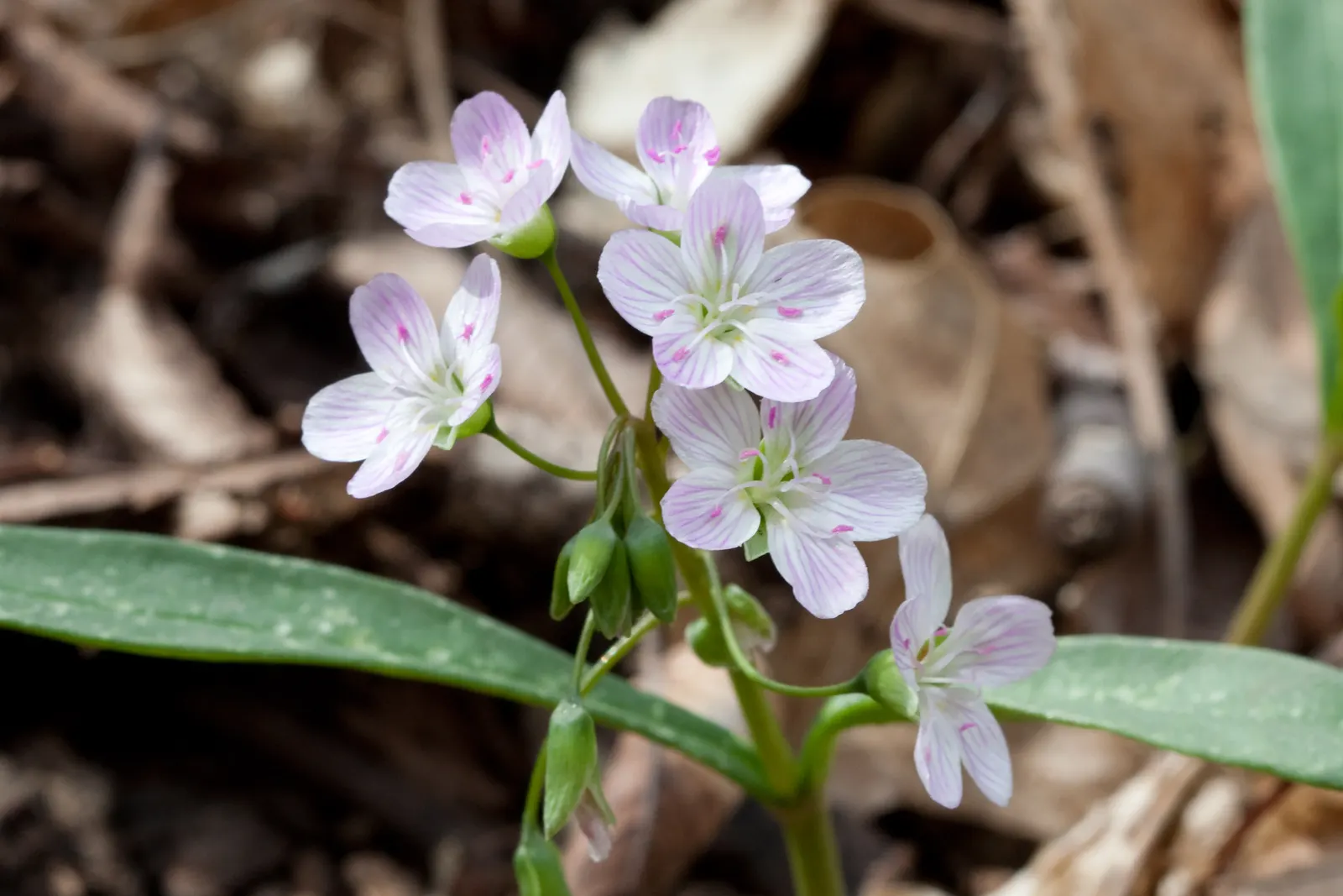 Spring Beauty (Claytonia Virginica) — pink and white flowers in the garden