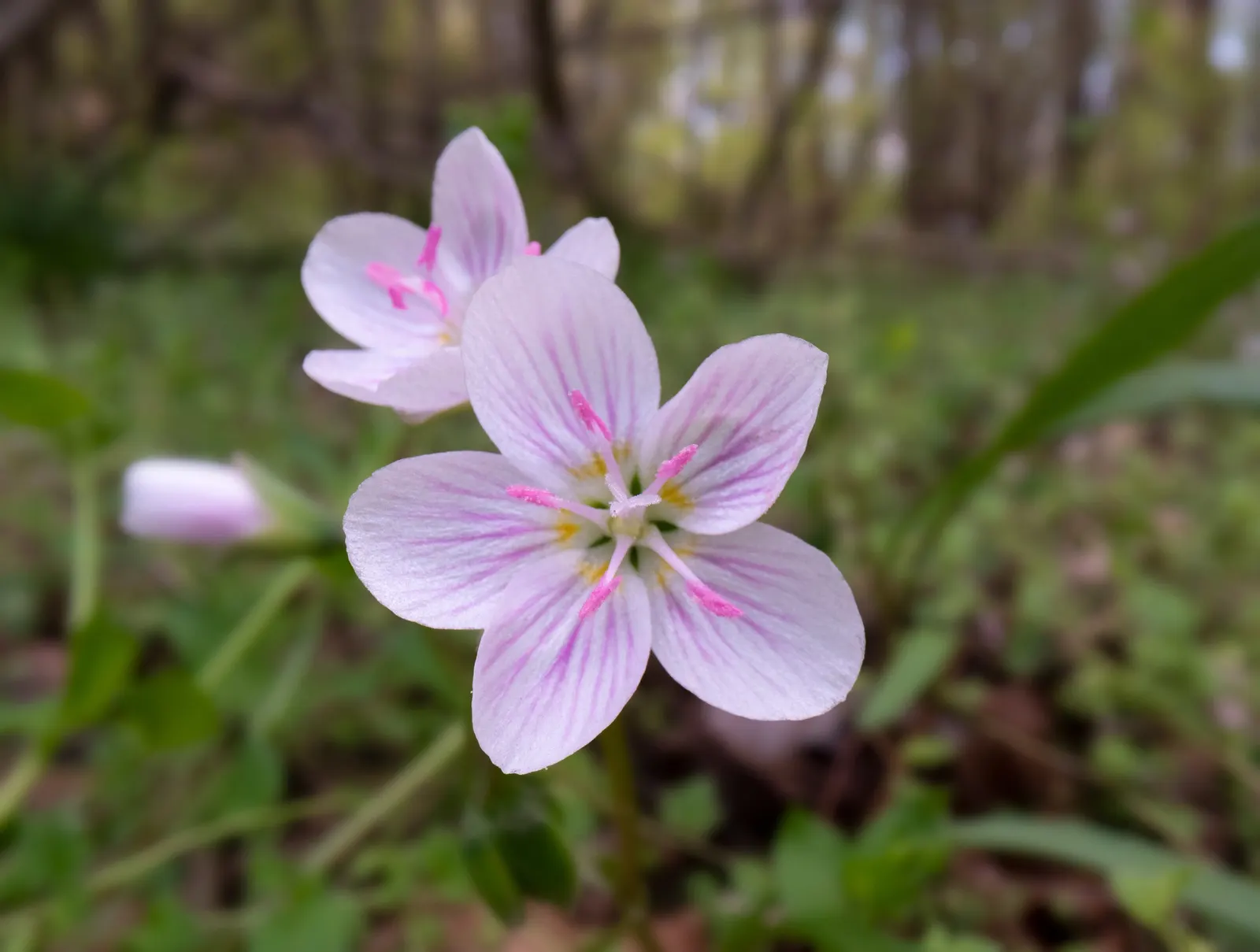 Spring Beauty (Claytonia Virginica) — span roughly 0.5 inches in diameter and provide a sustainable anchor for yearly returns