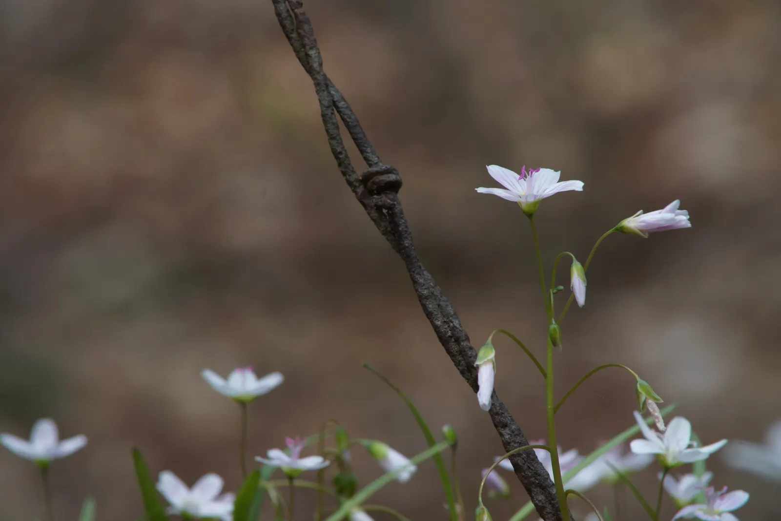 Spring Beauty (Claytonia Virginica) — its ability to self-seed ensures a captivating spread of these delicate blooms; annual with pink and white blooms