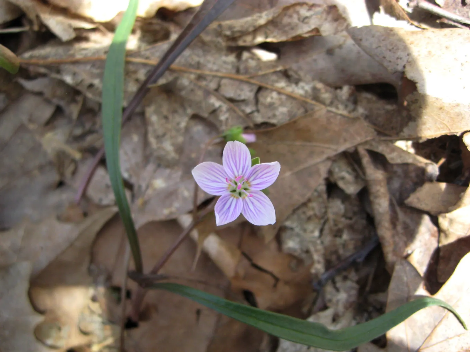 Spring Beauty (Claytonia Virginica) — These blooms cluster atop smooth stems rising to a modest height of 3 to 6 inches; eagerly emerging as the, image 139