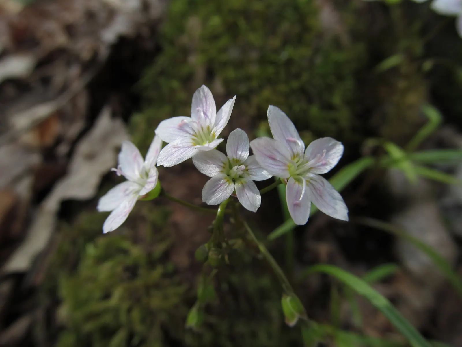 Spring Beauty (Claytonia Virginica) — span roughly 0.5 inches in diameter and provide a sustainable anchor for yearly returns; spring Beauty, image 142