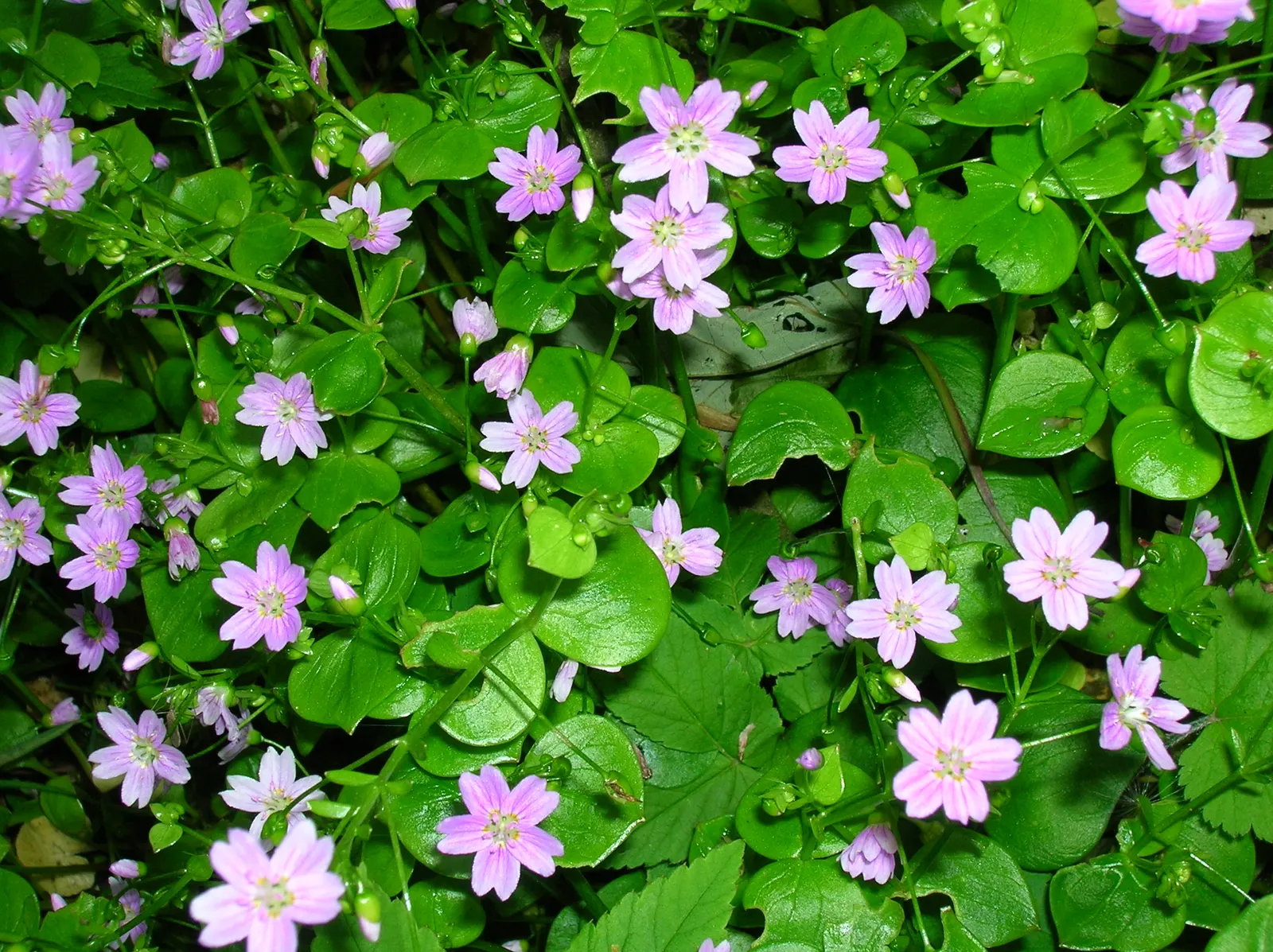 Spring Beauty (Claytonia Virginica) — enhancing your garden's appeal with little effort; dark green leaves 2-6 inches long, image 117