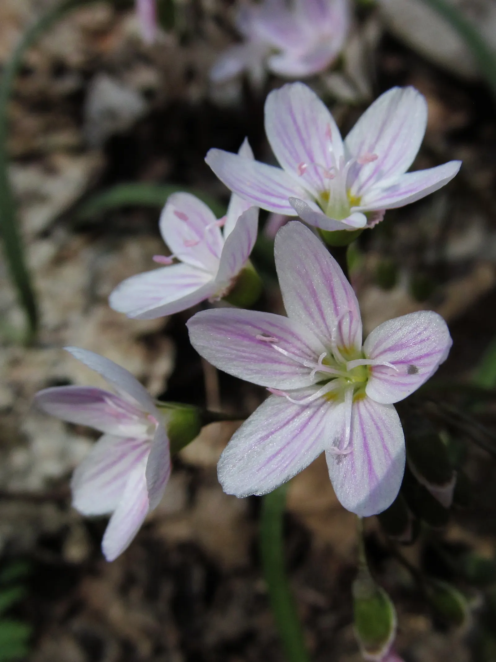 Spring Beauty (Claytonia Virginica) — dark green leaves 2-6 inches long; the Spring Beauty (Claytonia virginica), image 156