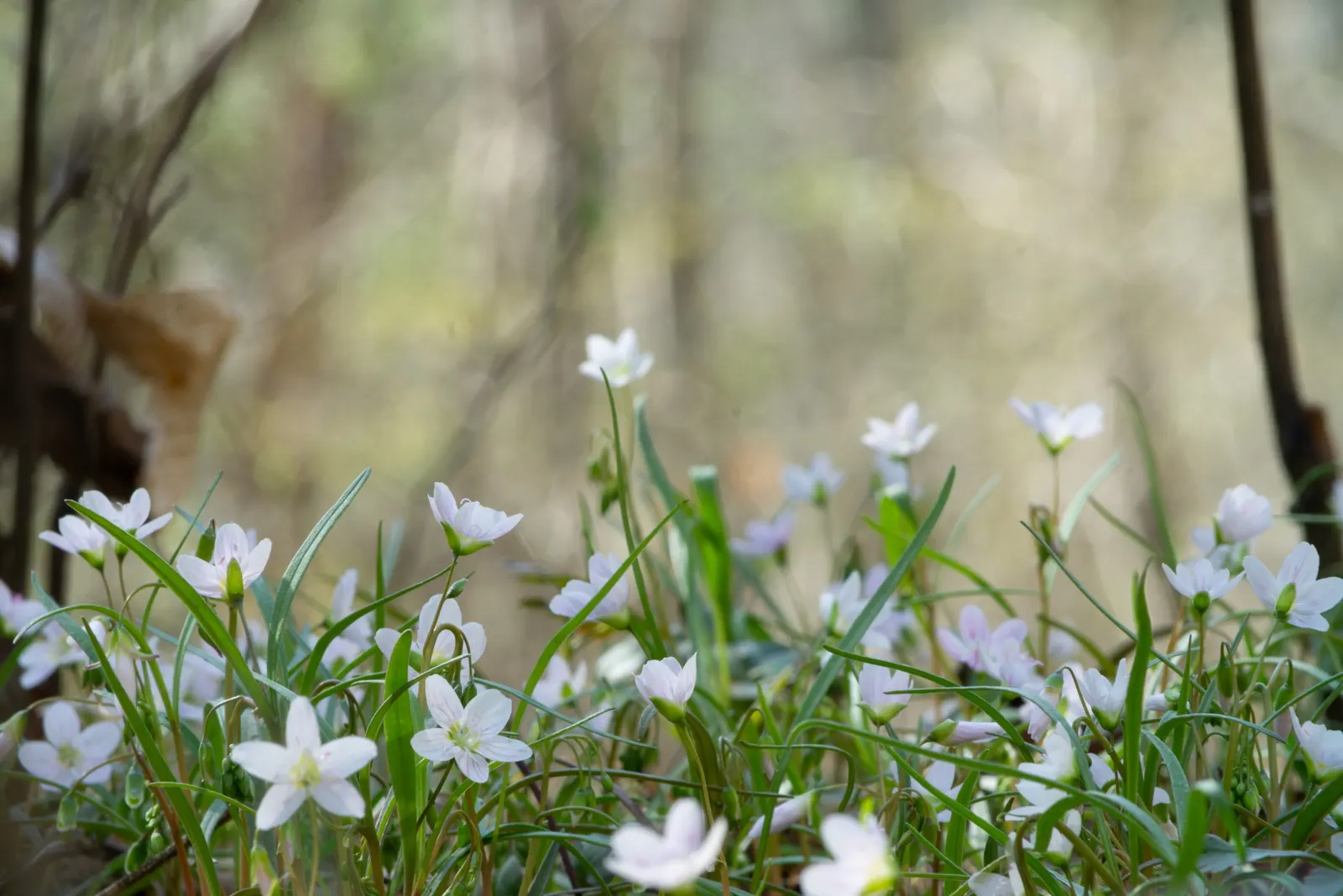 Spring Beauty (Claytonia Virginica) — Thriving in partial shade; each exhibit fine pink streaks and span about 0.5 to 0.75 inches across, image 123