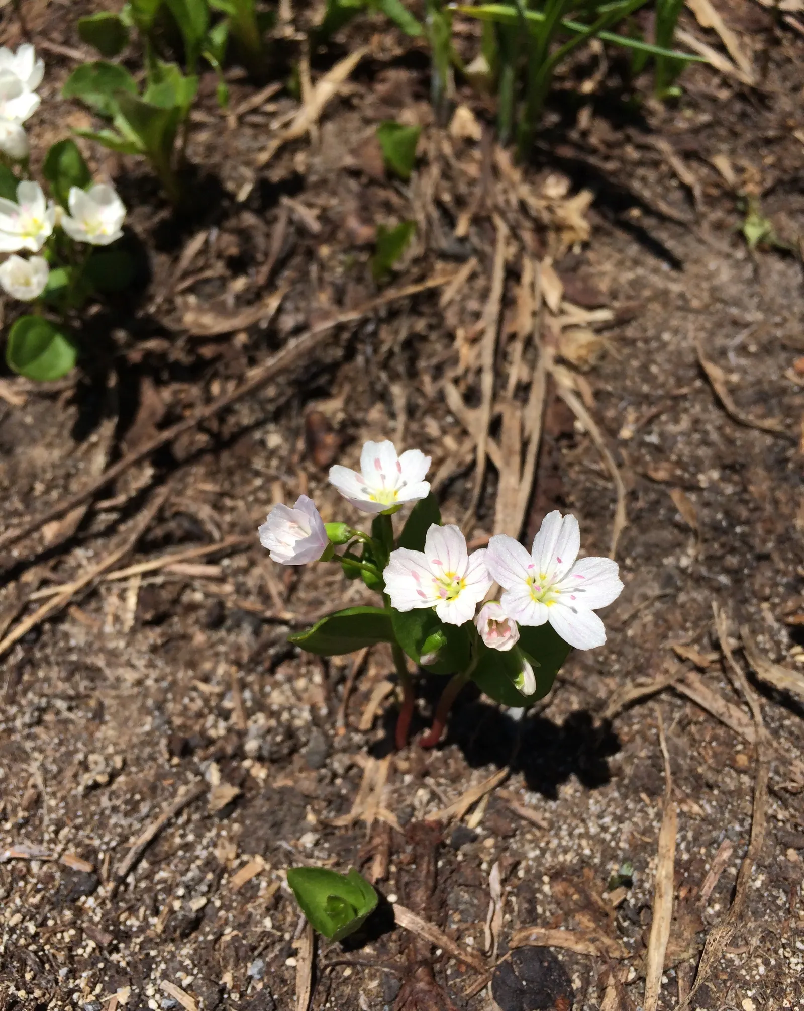 Spring Beauty (Claytonia Virginica) — this ephemeral graces moist; making it a beneficial choice for both the landscape designer and the beginner, image 124