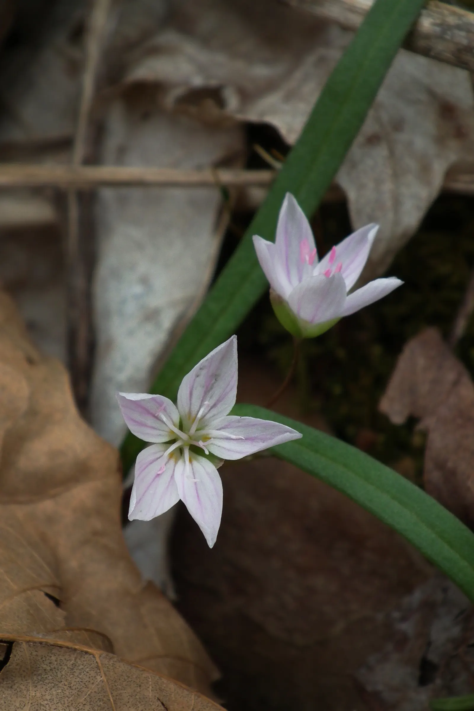 Spring Beauty (Claytonia Virginica) — measuring 1 to 6 inches in length and 0.1 to 0.5 inches in width; thriving in USDA hardiness zones 4 through 8, image 75
