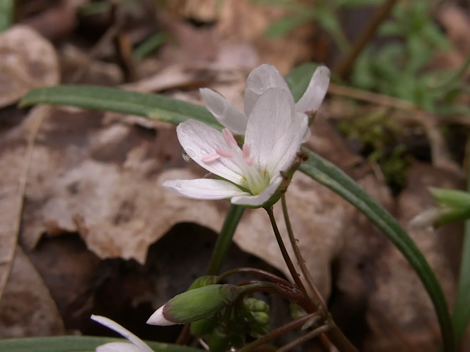 Spring Beauty (Claytonia Virginica) — annual with pink and white blooms