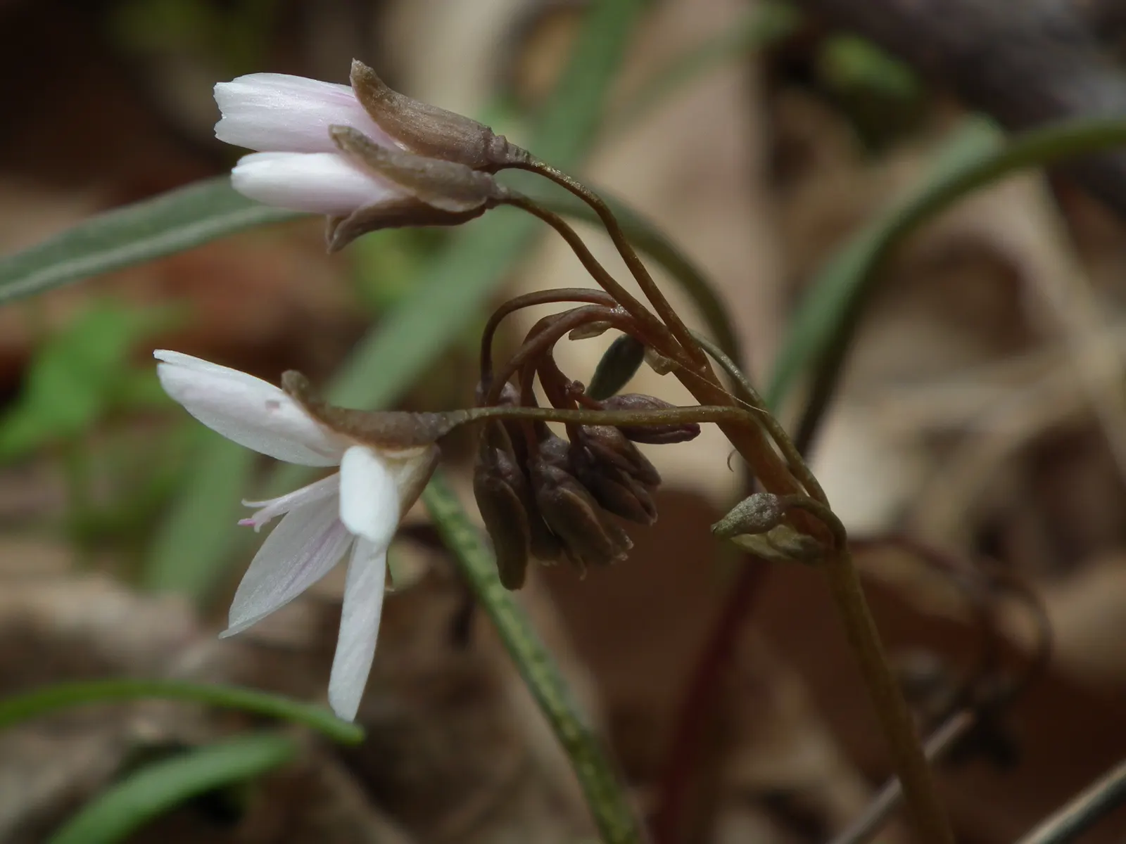 Spring Beauty (Claytonia Virginica) — With a preference for dappled sunlight; pink and white flowers in the garden, image 103