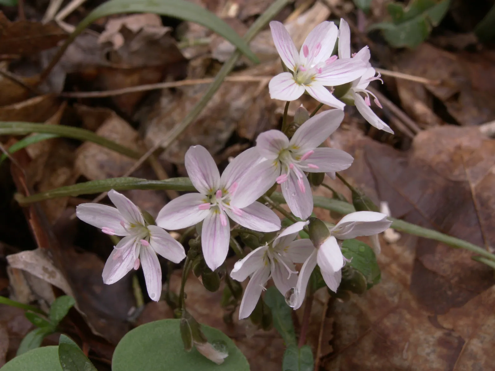 Spring Beauty (Claytonia Virginica) — annual for half; enhancing your garden's appeal with little effort, image 150