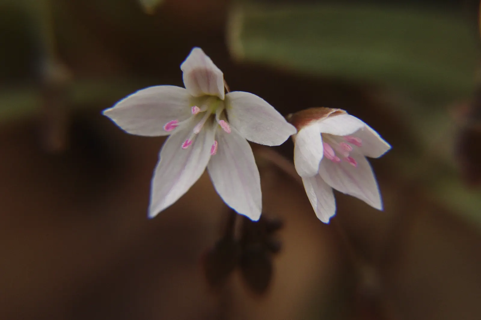 Spring Beauty (Claytonia Virginica) — With a preference for dappled sunlight; pink and white flowers in the garden, image 163