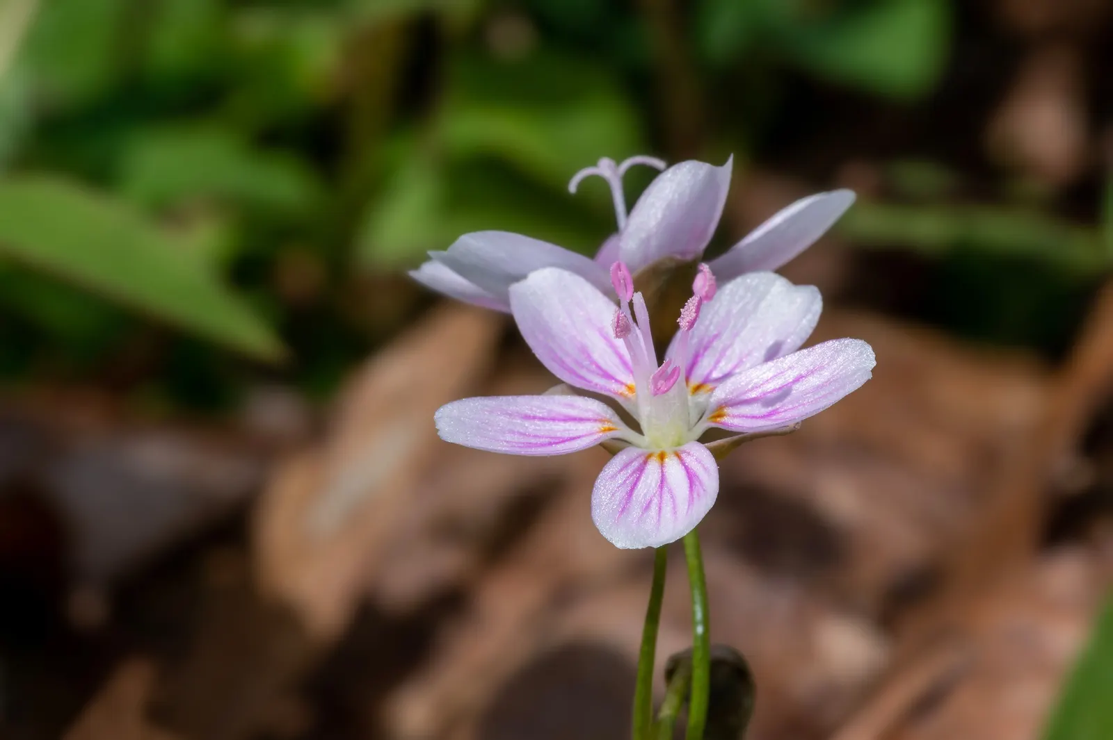 Spring Beauty (Claytonia Virginica) — generously sprinkling the landscape with color from March to May.<br><br>Spring Beauty's corms; sporting five, image 140