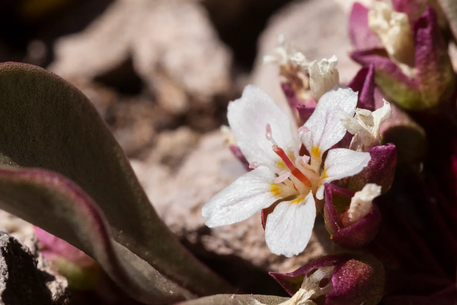 Spring Beauty (Claytonia Virginica) — Ideal for naturalistic settings; create an understated backdrop for the delicate star-shaped flowers, image 67