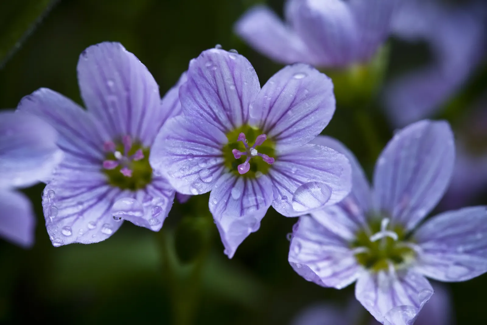Spring Beauty (Claytonia Virginica) — Blossoming in early spring, it showcases delicate pink-veined, white flowers atop slender 6-12 inch stems; its habitat