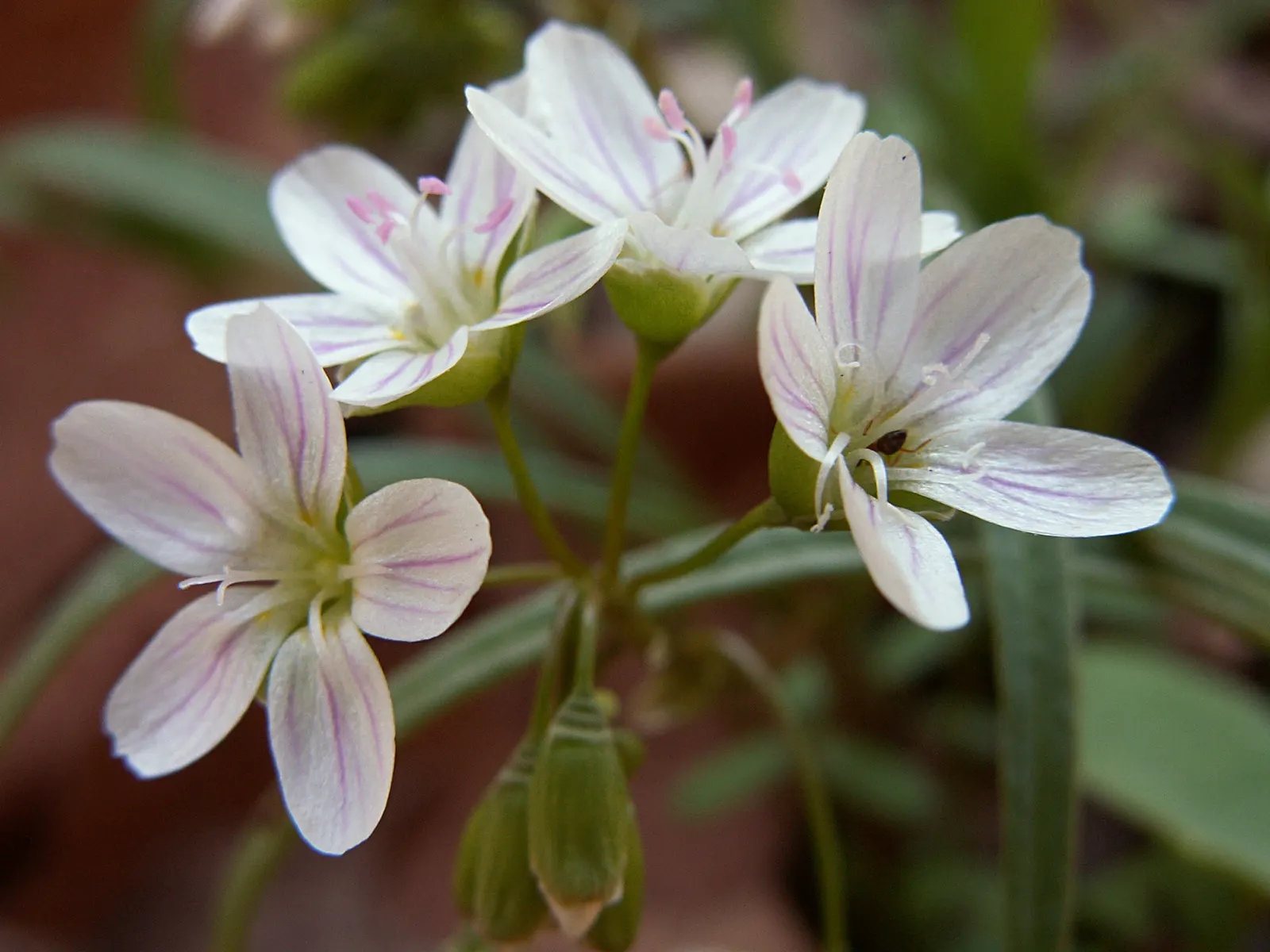 Spring Beauty (Claytonia Virginica) — Blossoming in early spring, it showcases delicate pink-veined, white flowers atop slender 6-12 inch stems
