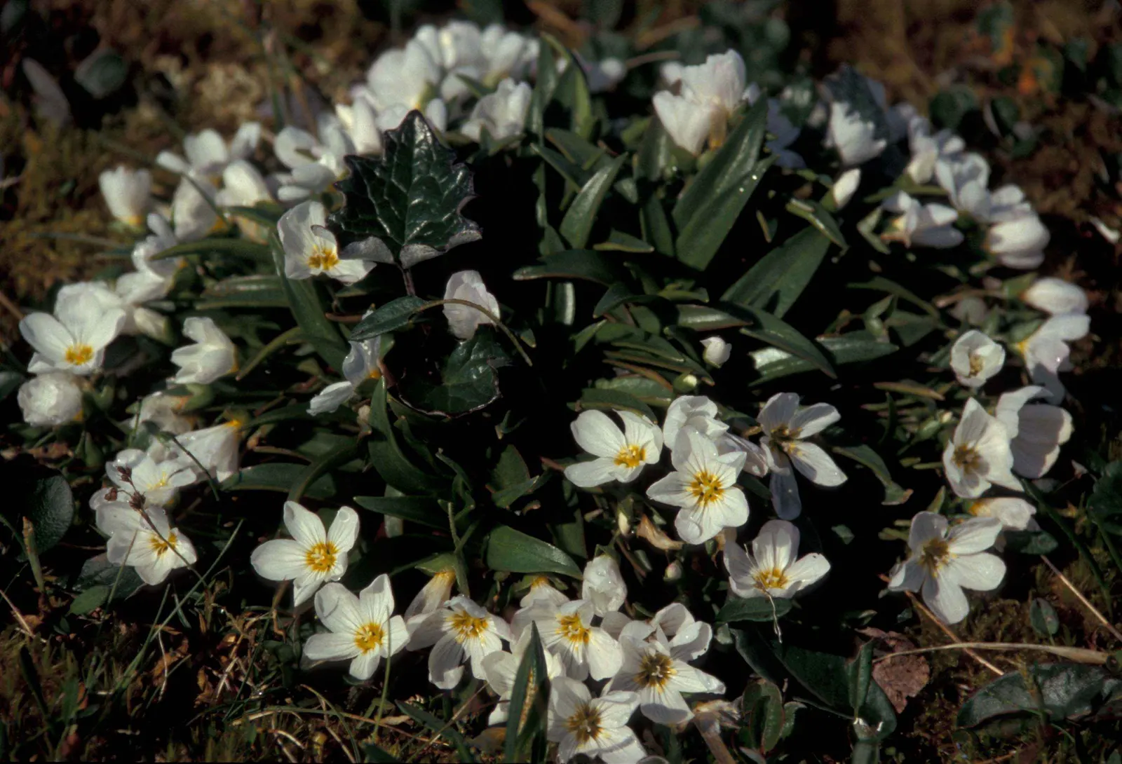 Spring Beauty (Claytonia Virginica) — These blooms cluster atop smooth stems rising to a modest height of 3 to 6 inches; eagerly emerging as the, image 169
